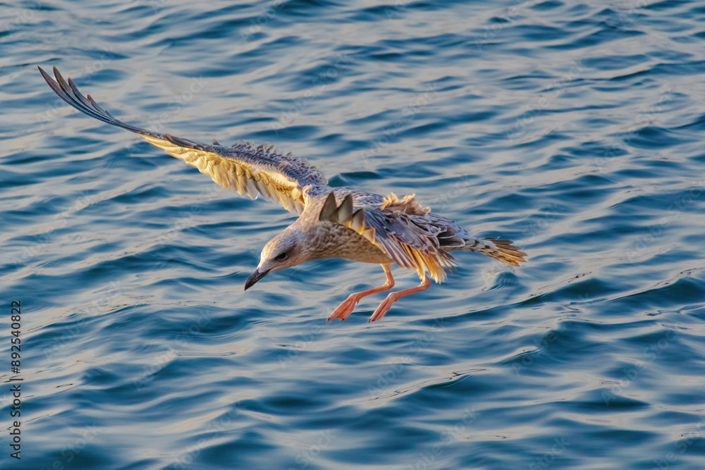 A seagull is flying over the water A seagull is flying over the water