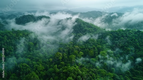 Misty Rainforest Canopy