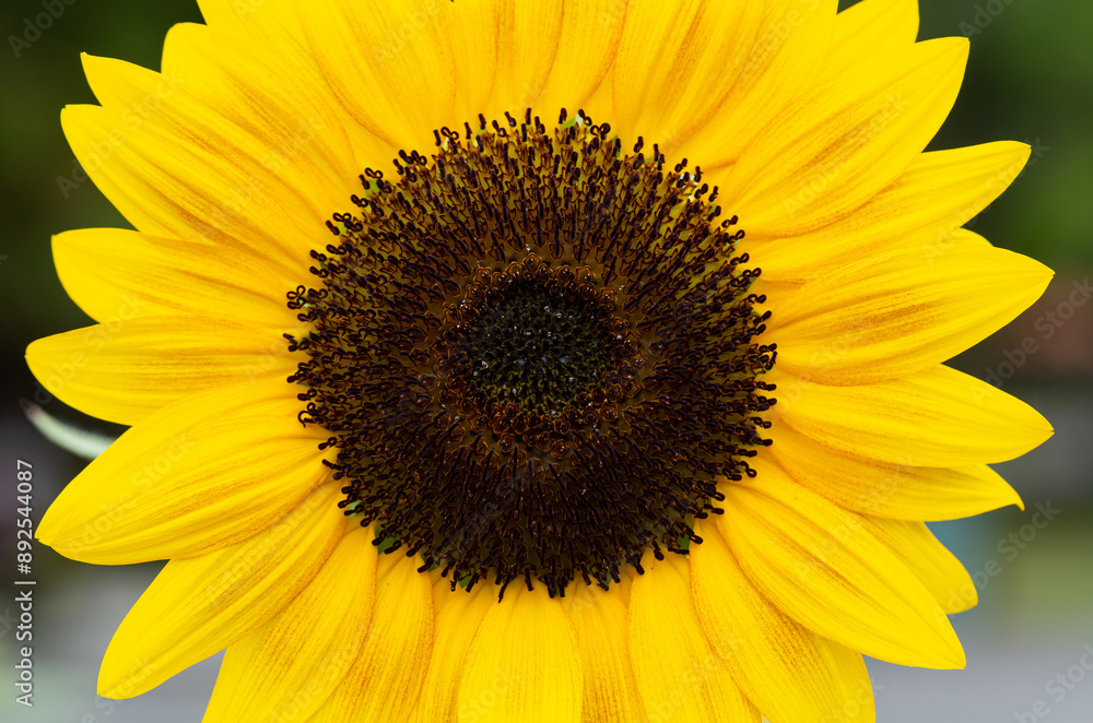 Macro image of a yellow sunflower with clear details of the stamens in the center of the flower. Macro image of a yellow sunflower with clear details of the stamens in the center of the flower.
