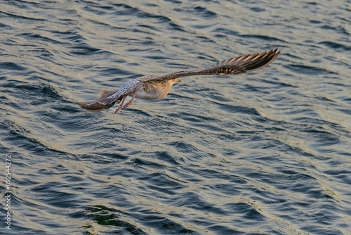 A seagull is flying over the water