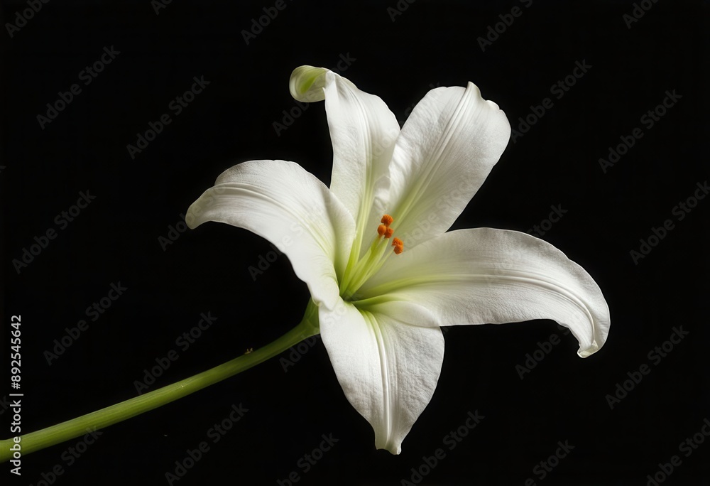 Fototapeta premium White Lily with Orange Anthers