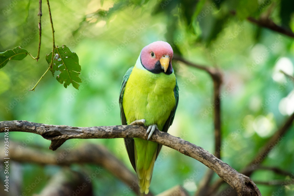 The plum-headed parakeet is a mainly green parrot. The male has a red head The plum-headed parakeet is a mainly green parrot. The male has a red head