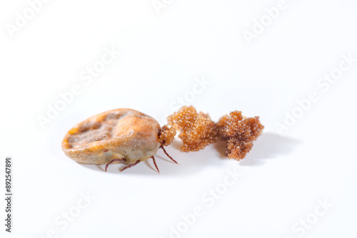 An oviparous tick. A tick lays eggs on the white background photo