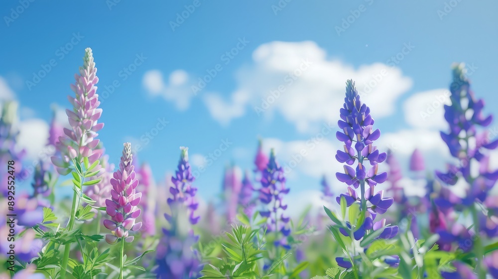 A field of lupines blooming under a clear blue sky. A field of lupines blooming under a clear blue sky.