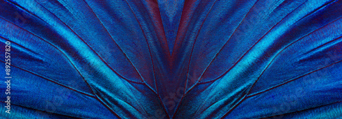 wings of a blue tropical morpho butterfly. abstract pattern from morpho wings. butterfly wings texture background. 
