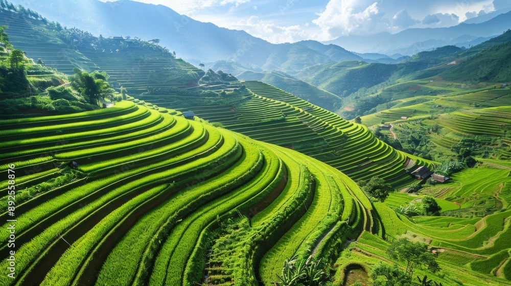 Fototapeta premium Mu Cang Chai rice terraces with vibrant green hues and winding pathways