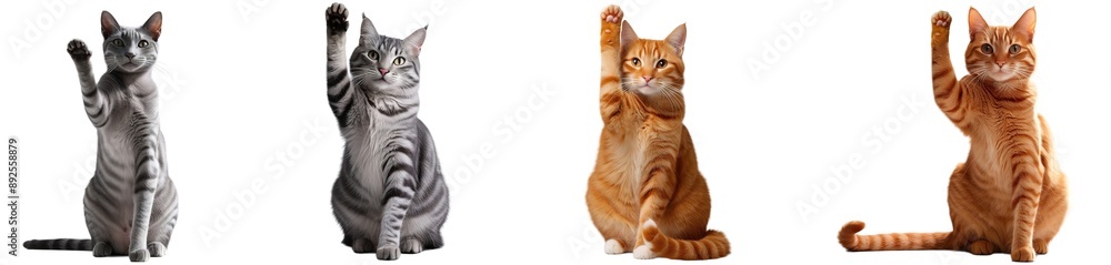 cat raising paw on transparent isolated background (PNG) cat raising paw on transparent isolated background (PNG)