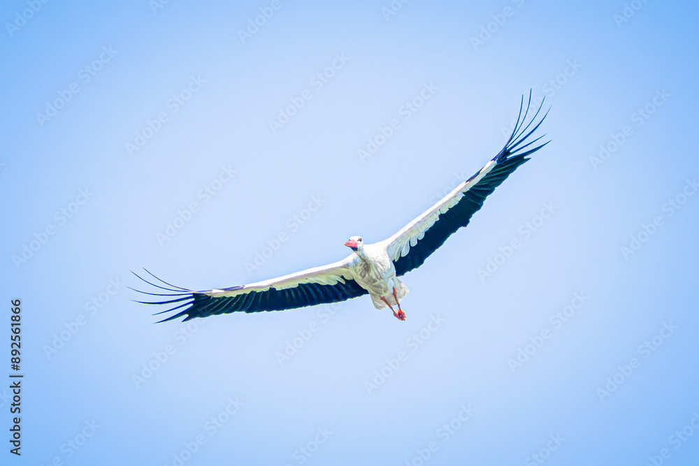 Obraz premium white stork