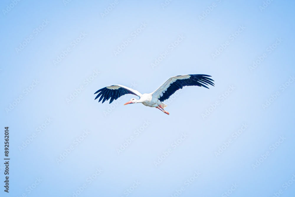 Obraz premium white stork