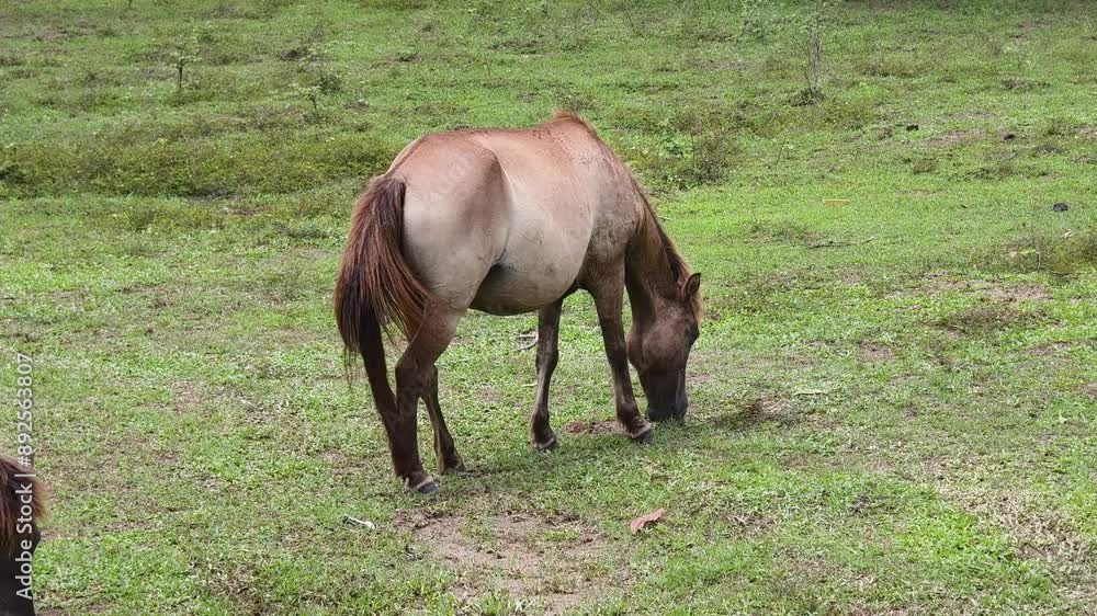 Beautiful horses grazing in a large green pasture