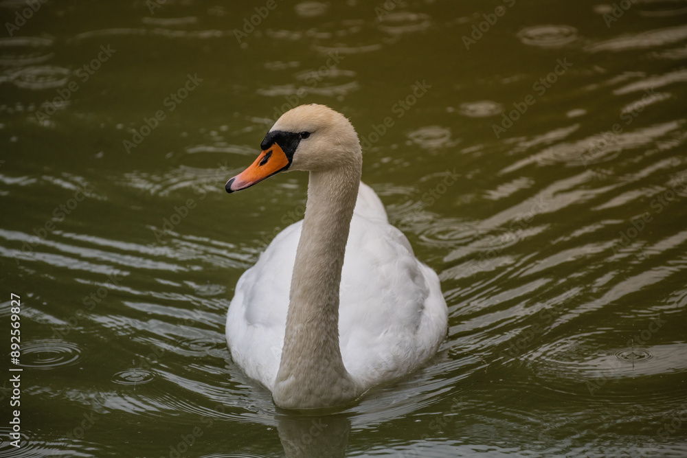 swan on the lake swan on the lake