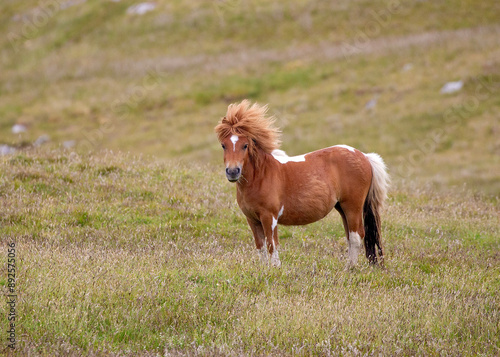 Cute and wild Shetland pony roaming the Shetland islands, Scotland
