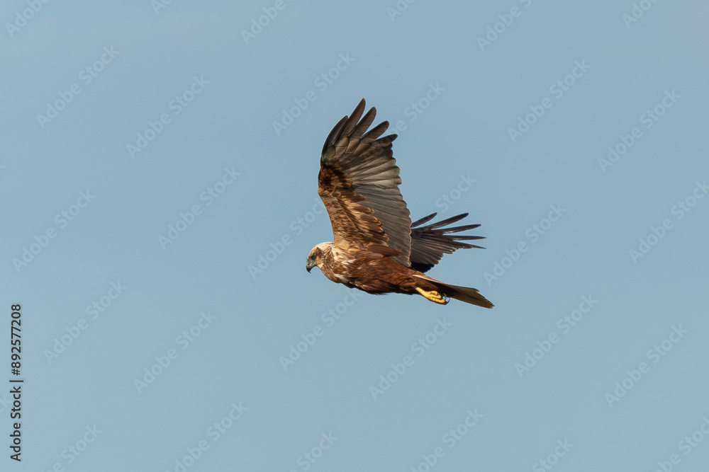 Busard des roseaux,.Circus aeruginosus, Western Marsh Harrier