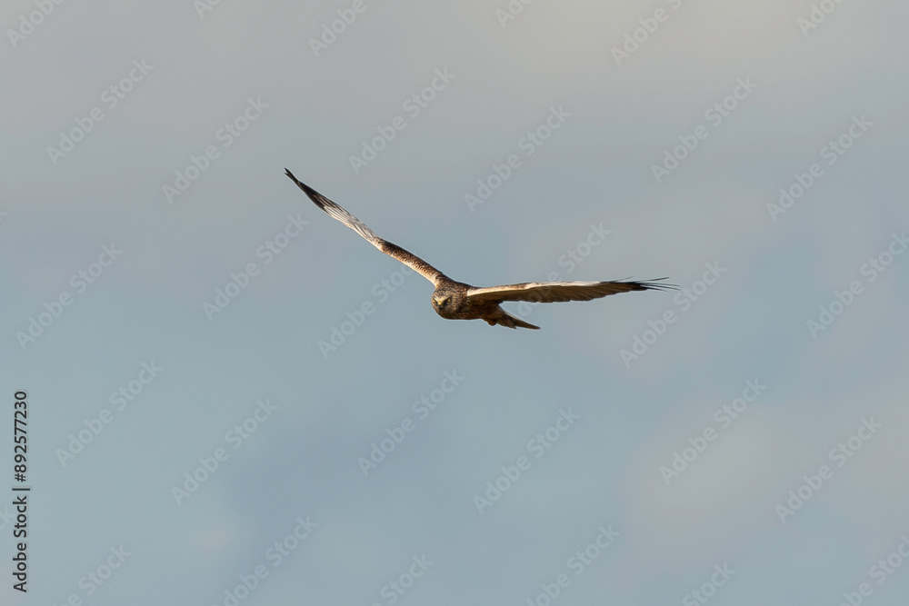 Busard des roseaux,.Circus aeruginosus, Western Marsh Harrier Busard des roseaux,.Circus aeruginosus, Western Marsh Harrier