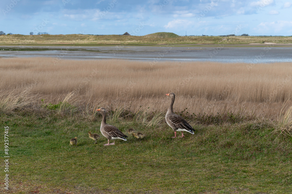 Oie cendrée, Anser anser, Greylag Goose, jeune, femelle, Parc national, Mer des Wadden, île de la Frise, Ile Texel, Pays Bas Oie cendrée, Anser anser, Greylag Goose, jeune, femelle, Parc national, Mer des Wadden, île de la Frise, Ile Texel, Pays Bas