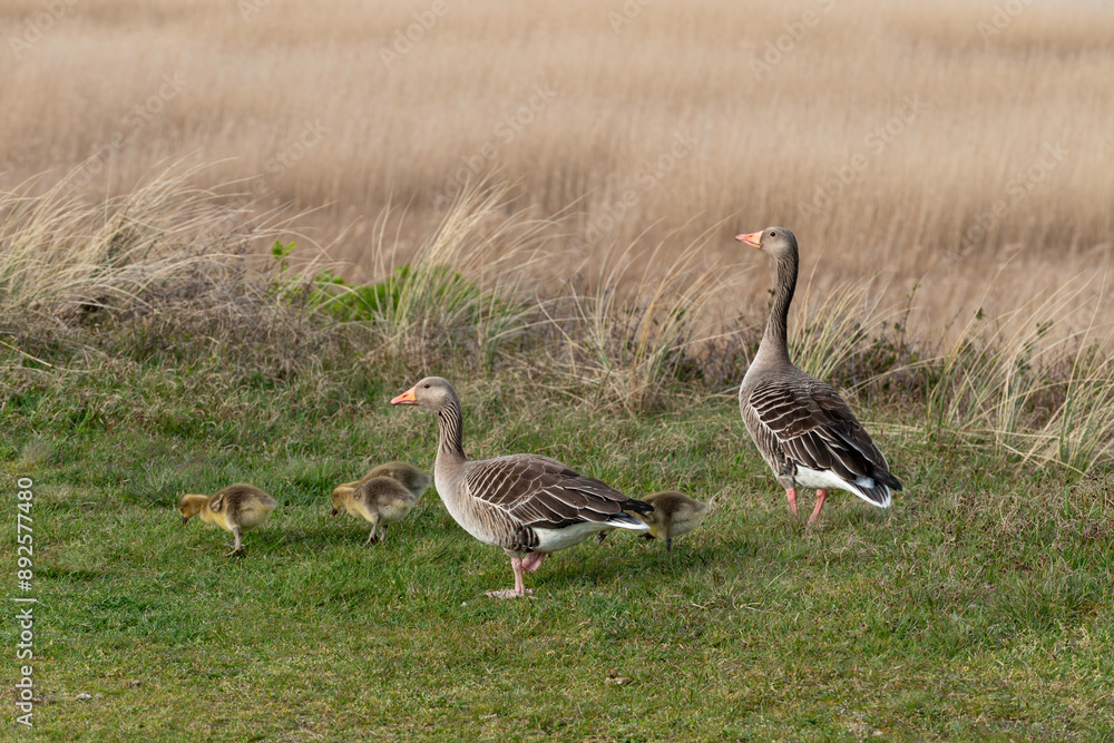 Oie cendrée, Anser anser, Greylag Goose, jeune, femelle, Oie cendrée, Anser anser, Greylag Goose, jeune, femelle,