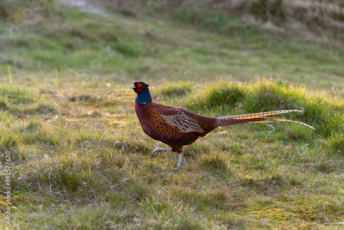 Faisan de Colchide,.Phasianus colchicus, Common Pheasant photo