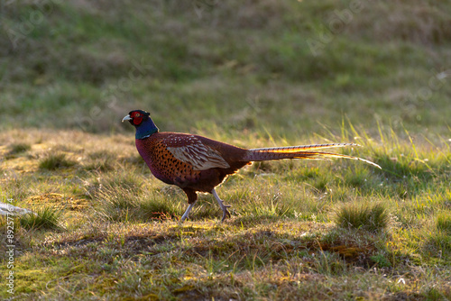 Wallpaper Mural Faisan de Colchide,.Phasianus colchicus, Common Pheasant Torontodigital.ca