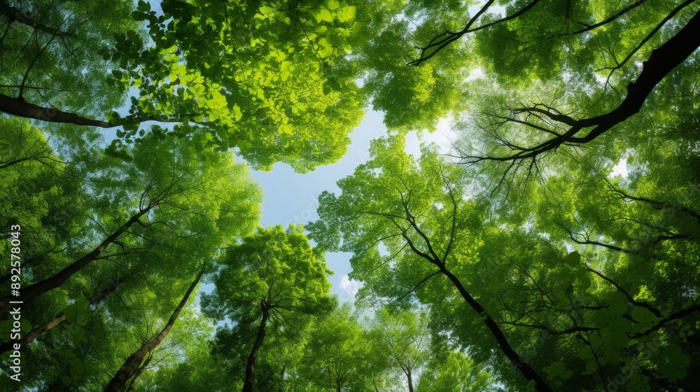 Vibrant green canopy of trees viewed from below on a sunny day Vibrant green canopy of trees viewed from below on a sunny day