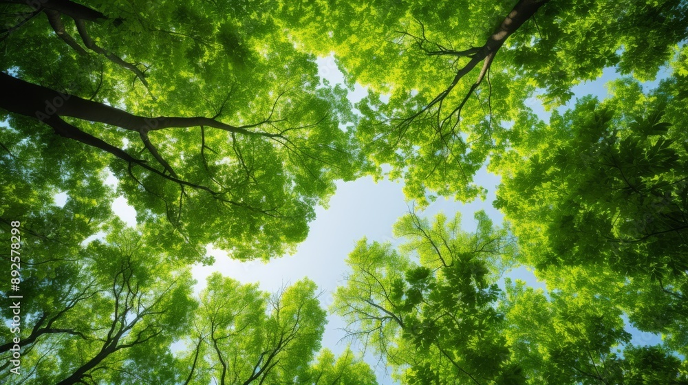 Vibrant green canopy of trees viewed from below on a sunny day Vibrant green canopy of trees viewed from below on a sunny day