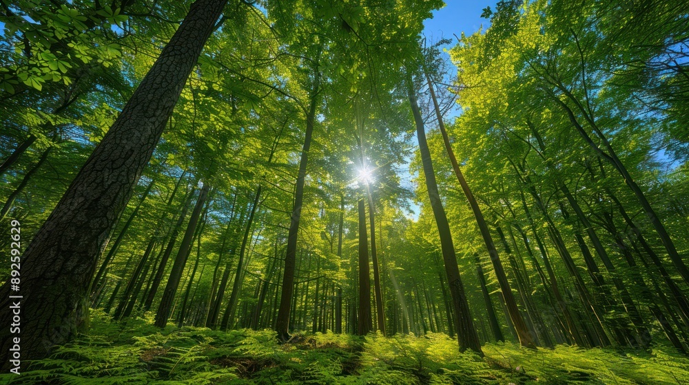 Naklejka premium A pristine forest with lush green trees, clear blue sky, and sunlight filtering through the leaves