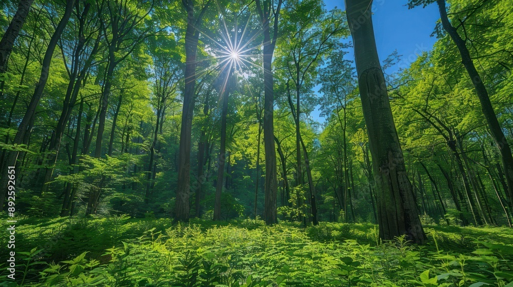 Obraz premium A pristine forest with lush green trees, clear blue sky, and sunlight filtering through the leaves