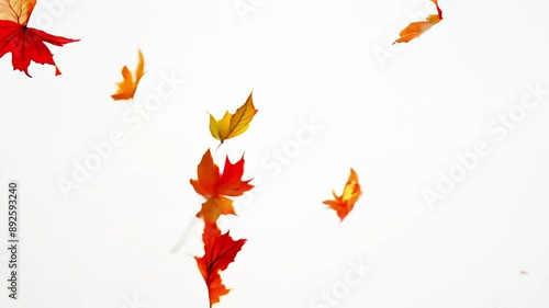 Autumnal maple leaves rotation on white background. Concept of autumn