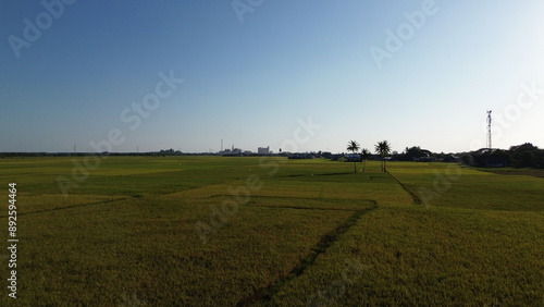 Fotografie landscape with green ricefield and blue sky
