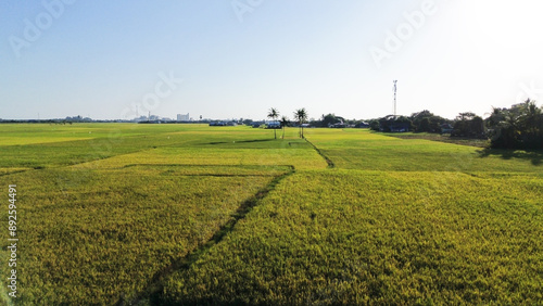 Obraz na plátně landscape with green ricefield and blue sky