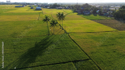 Fotografie landscape with green ricefield and blue sky