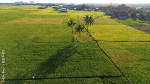 Fotografie landscape with green ricefield and blue sky