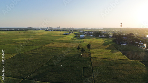 landscape with green ricefield and blue sky photo