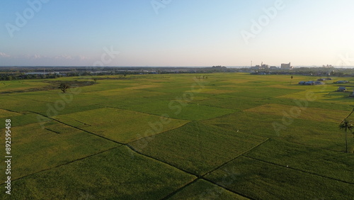 Fotografie landscape with green ricefield and blue sky
