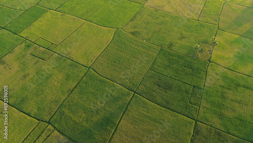 Obraz na plátně landscape with green ricefield and blue sky