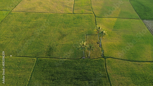 Fotografie landscape with green ricefield and blue sky