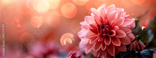  A close-up of a pink flower with a blurred background of lights