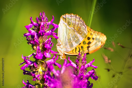 On sunny summer day beautiful yellow butterfly sits on bright pink flower side view on blurred background of nature photo