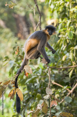 Capped langur monkey macaque in the forest 