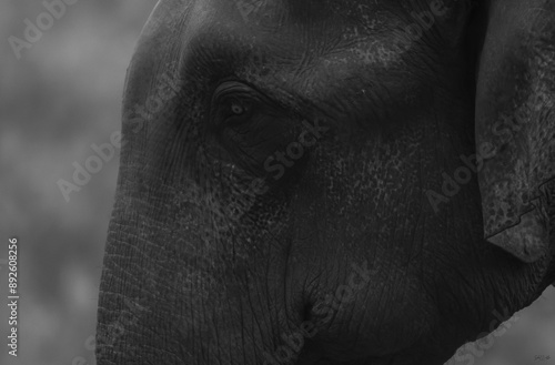 Asian elephant close up in black and white
