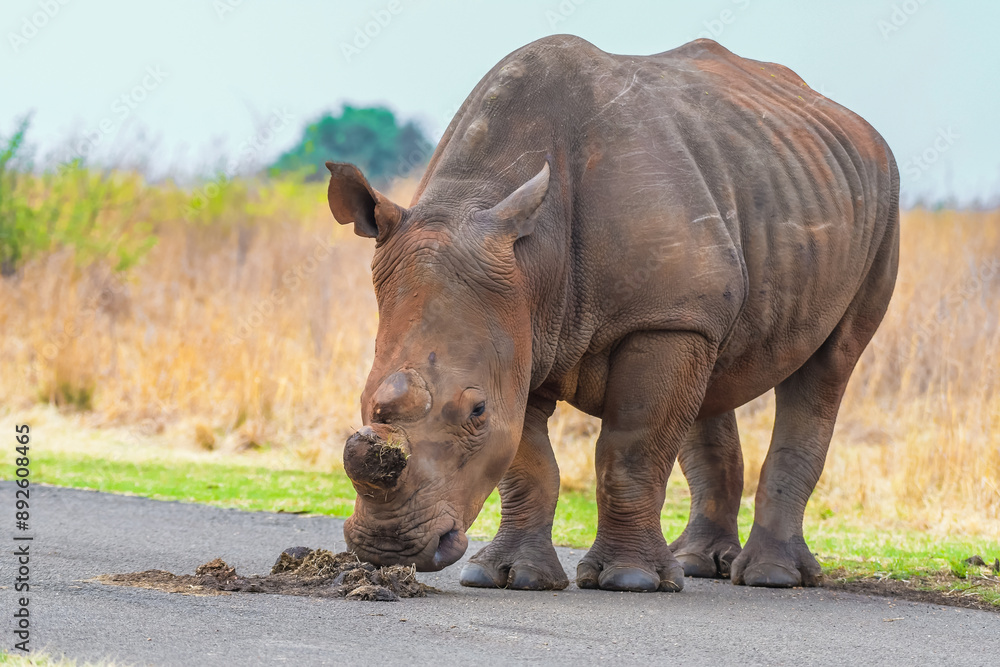 Naklejka premium White Rhinoceros in Rietvlei Nature reserve during safari in South Africa