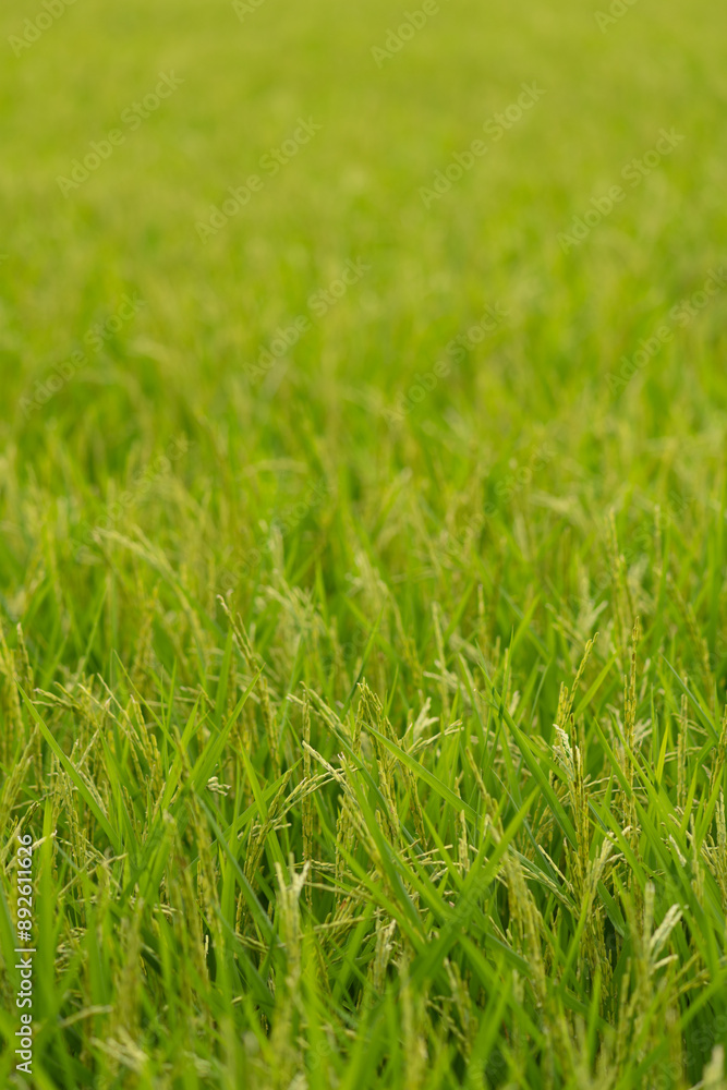 Green rice field texture background. Green rice field texture background.