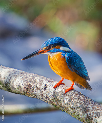 Common Kingfisher on branch
