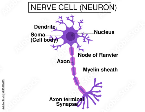 Structure of a motor neuron.Anatomy of nerve cell.Nervous system.Axon, dendrites, myelin sheath and soma.Diagram for for biology.Education Chart.Schwann cell.Infograhic.Cartoon vector illustration.