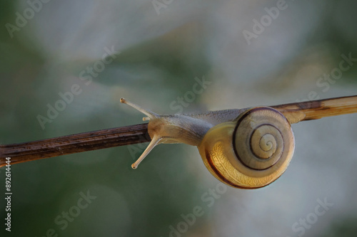 Cepaea hortensis is a species of snail belonging to the Helicidae family. It occurs in Europe, including throughout Poland photo