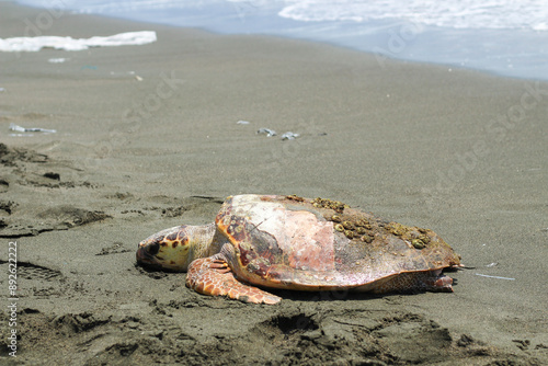 Tired and sick loggerhead turtle (caretta caretta), washed up on the beach.