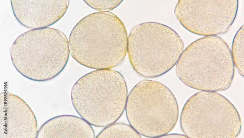 Melon (Cucumis melo) pollen grains under light microscope. Curcubitaceae pollen grains. 400x magnification + 2.8x camera zoom. Fresh sample. Selective focus image. photo