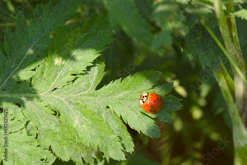 ladybug perching on the plant leaf close-up