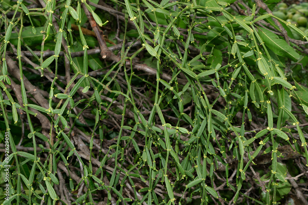 Loranthaceae, Parasitic plants on tree. Loranthaceae, Parasitic plants on tree.