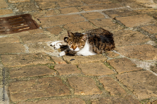 A sleepy cat in the streets of Casale Marittimo in Tuscany