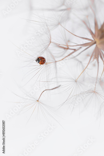 Ladybug on a white dandelion, with a bright background, illustrating a peaceful summer garden moment. Copy space for text